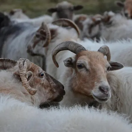 Nature Lovers Your Own Island * Wijdewormer