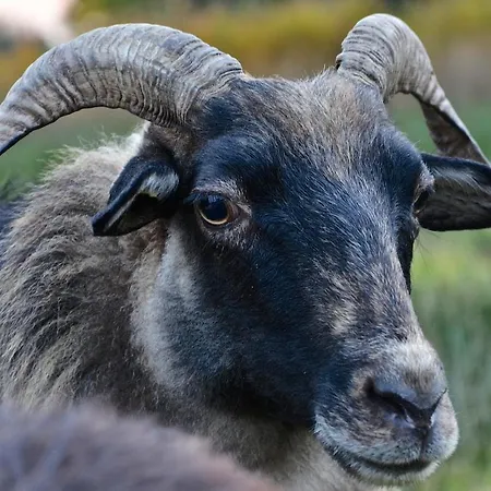 Daire Nature Lovers Your Own Island *